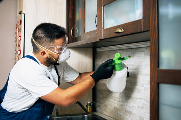 Best Flea Control Services  in Wallburg, NC