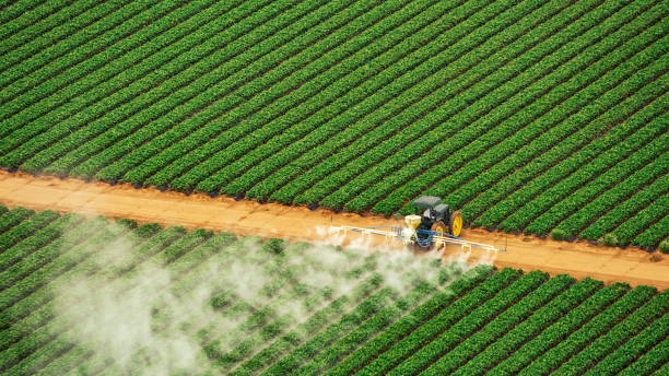 Best Local Pest Control Services  in Wallburg, NC